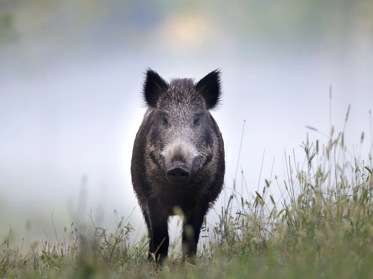 Wild Boar